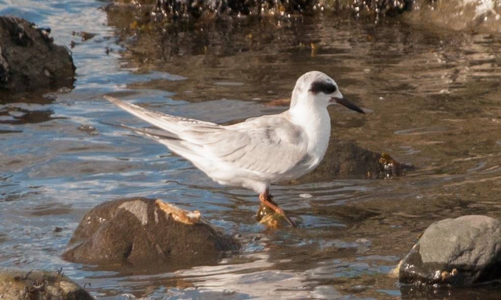 David Mozzoni / Macaulay Library at the Cornell Lab of Ornithology (ML34141591)